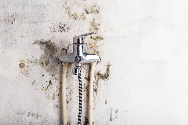 Best Certified Mold Removal  in Charlotte Hall, MD