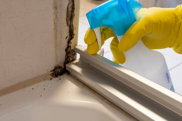 Best Mold Removal Process  in Charlotte Hall, MD
