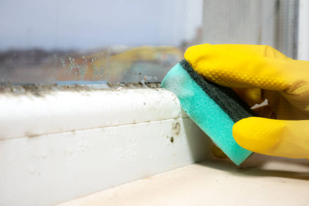 Best Office Mold Removal Services  in Charlotte Hall, MD