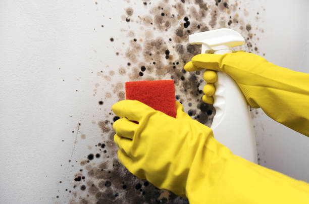 Best Affordable Mold Removal  in Charlotte Hall, MD