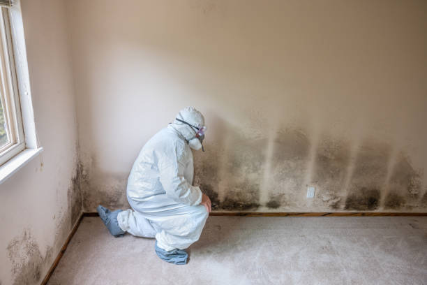 Best Mold Damage Repair  in Charlotte Hall, MD