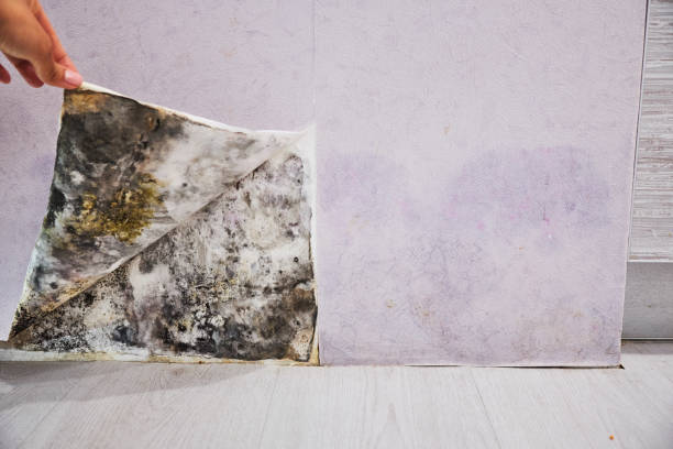 Best Affordable Mold Removal  in Charlotte Hall, MD